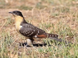  - Great Spotted Cuckoo