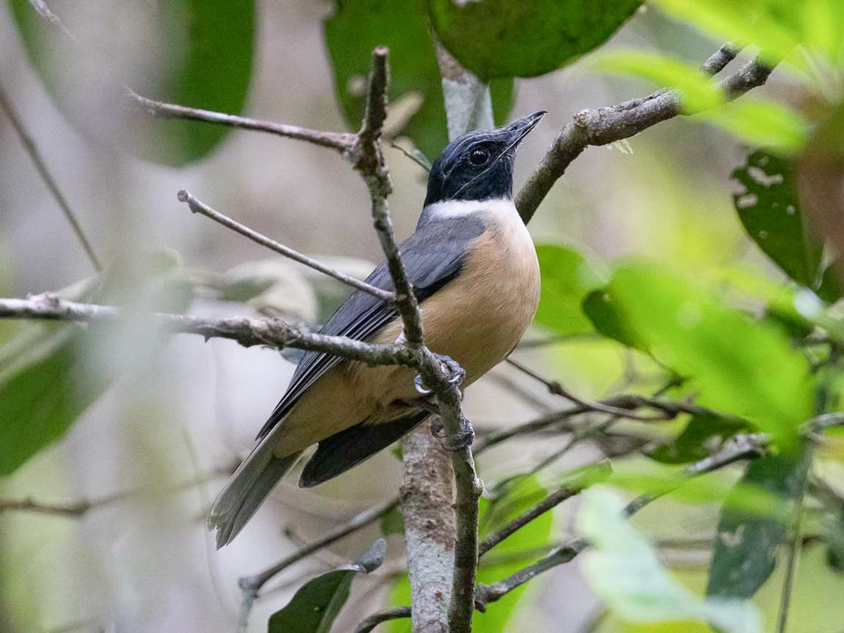 Tylas Vanga - Tylas eduardi - Birds of the World