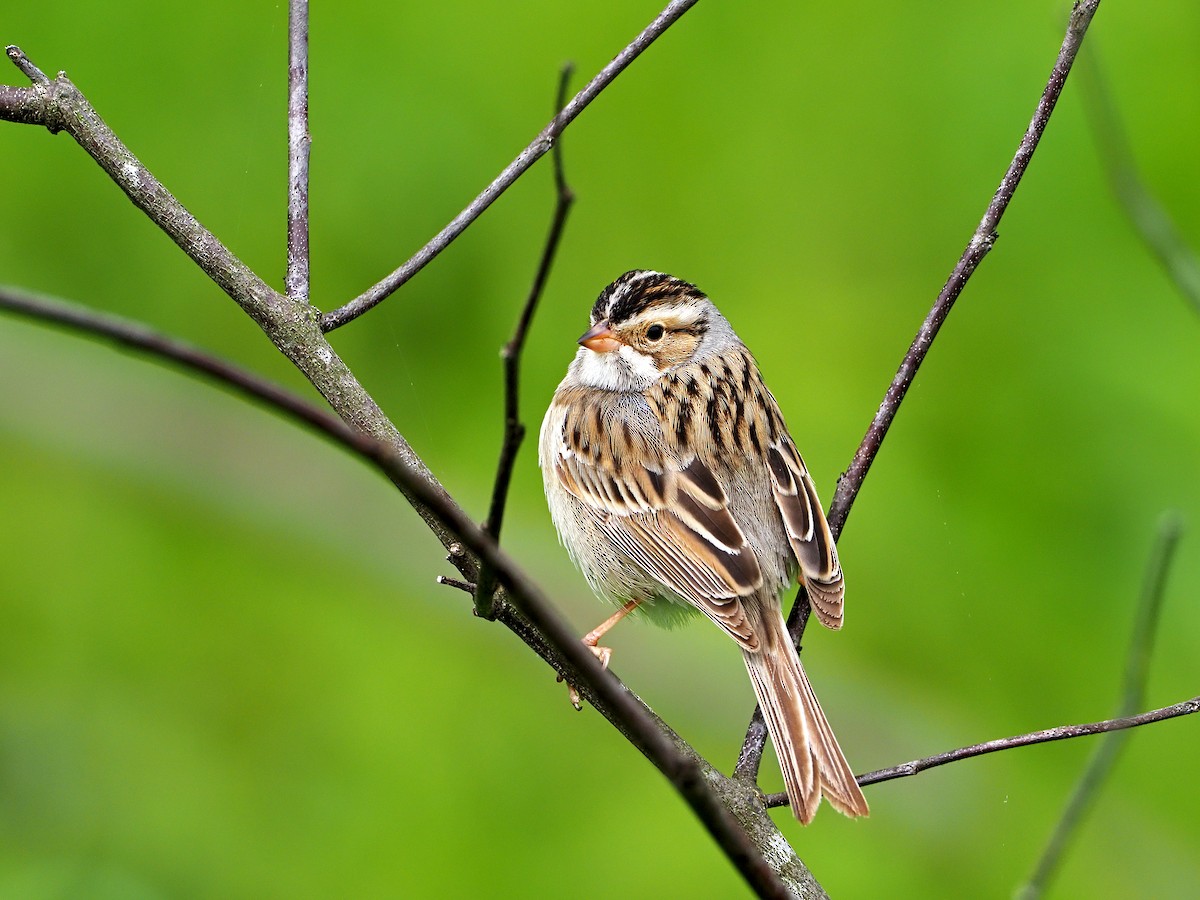Clay-colored Sparrow - ML336569881