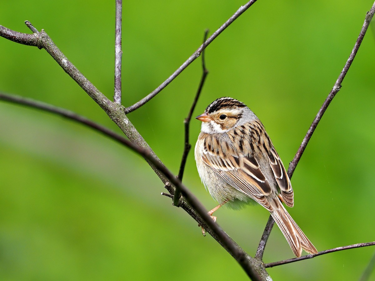 Clay-colored Sparrow - ML336570121