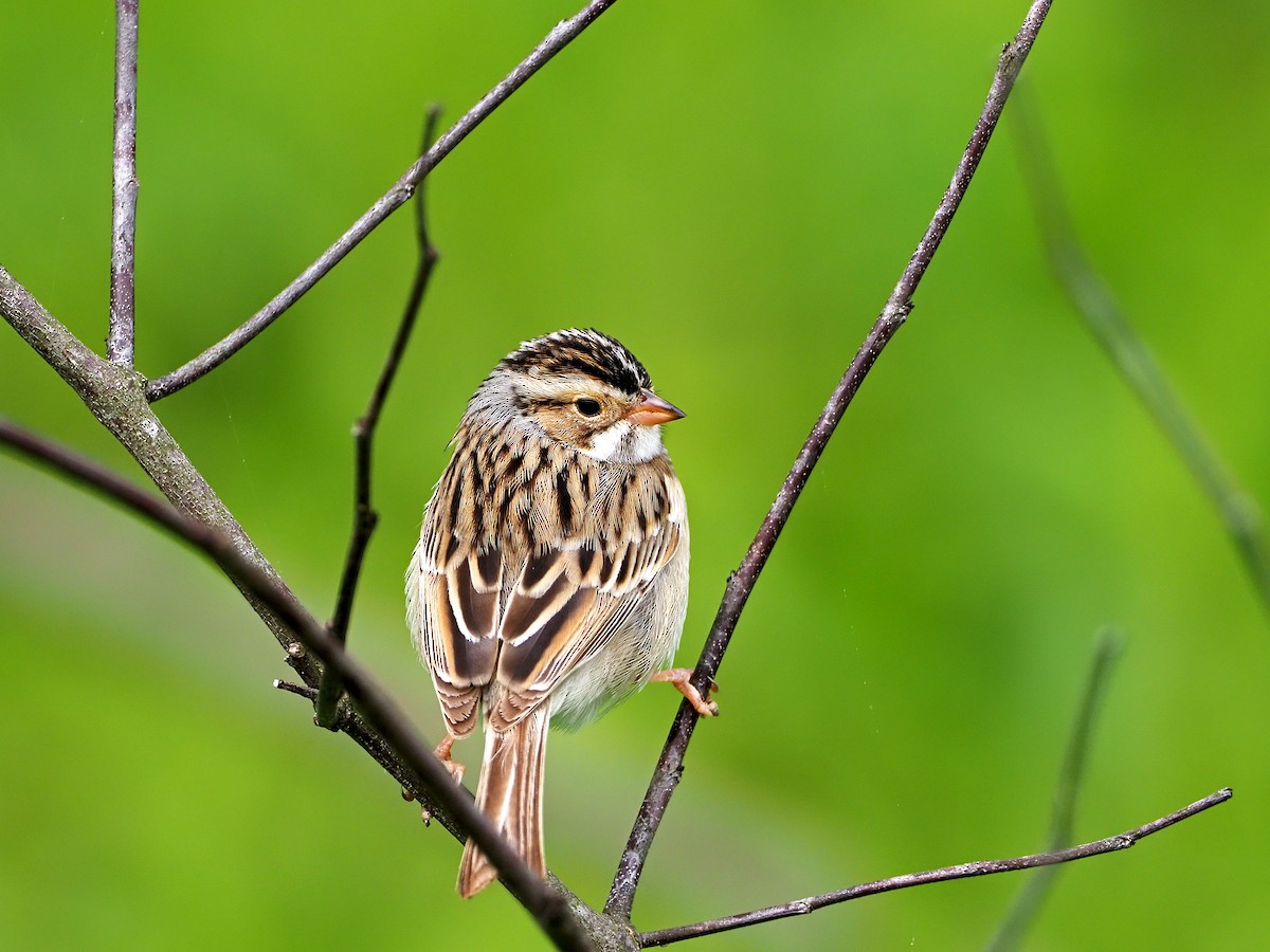 Clay-colored Sparrow - ML336570181