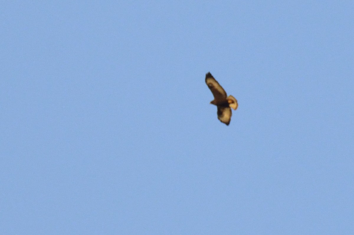 Short-tailed Hawk - Ricardo Arredondo