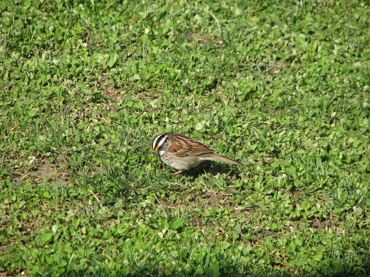 White-throated Sparrow - Sophie Fletcher