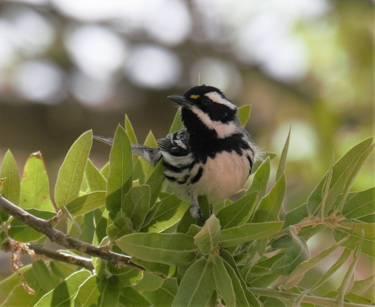 Black-throated Gray Warbler - Sue Riffe