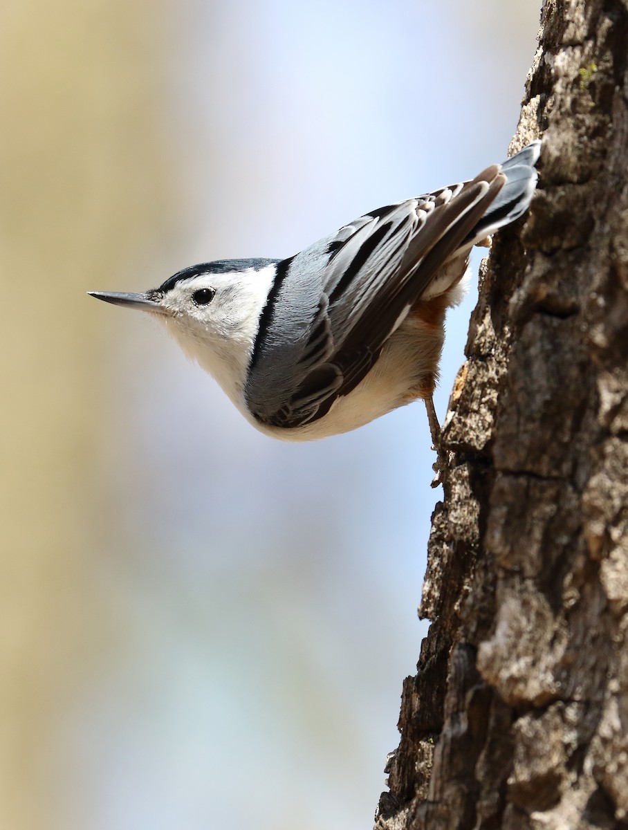 White-breasted Nuthatch - ML336576091