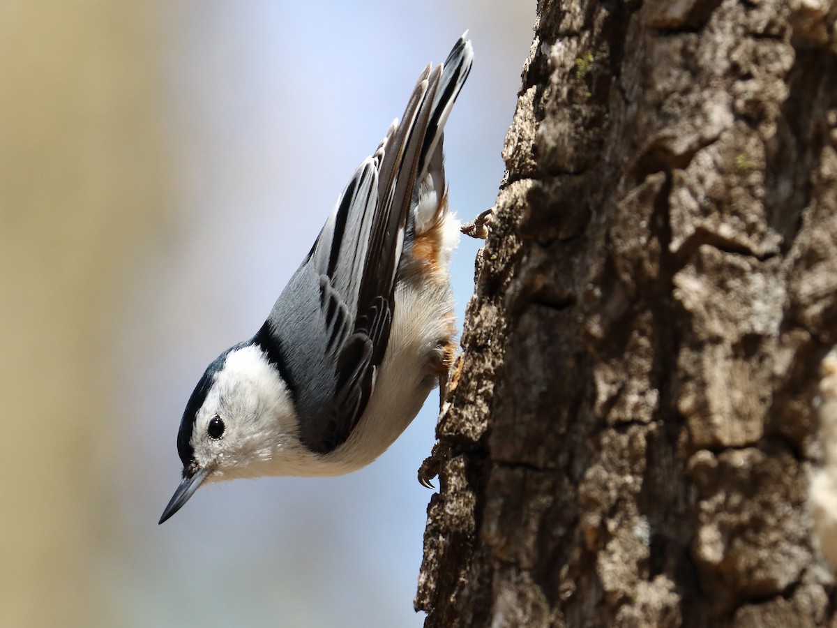 White-breasted Nuthatch - ML336576121