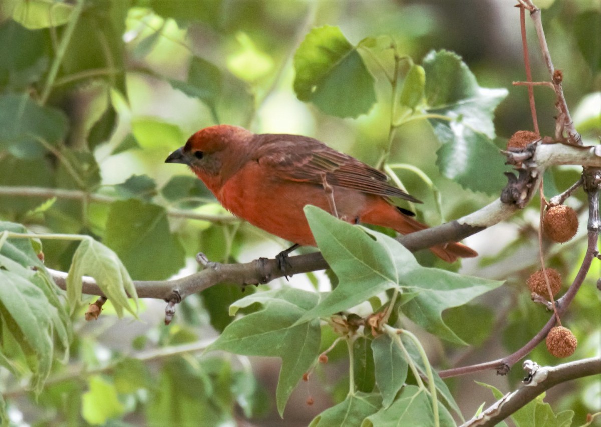 Hepatic Tanager - ML336577191