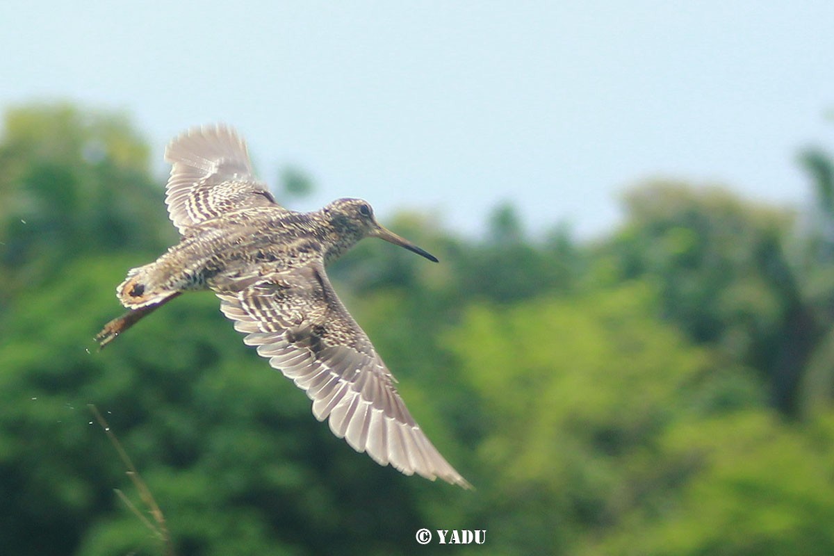 Pin-tailed Snipe - Yathumon M A