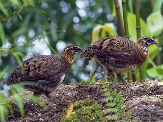 シセンミヤマテッケイ - eBird