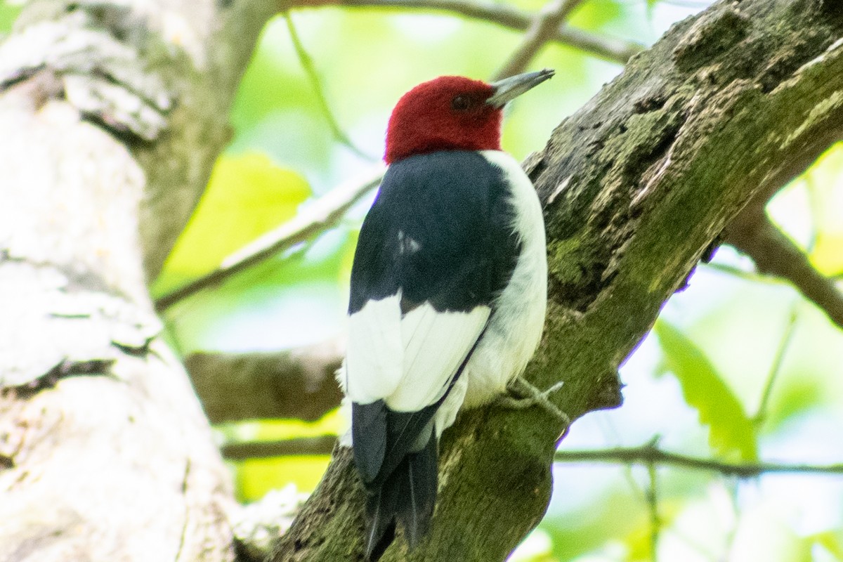 Red-headed Woodpecker - ML336585151