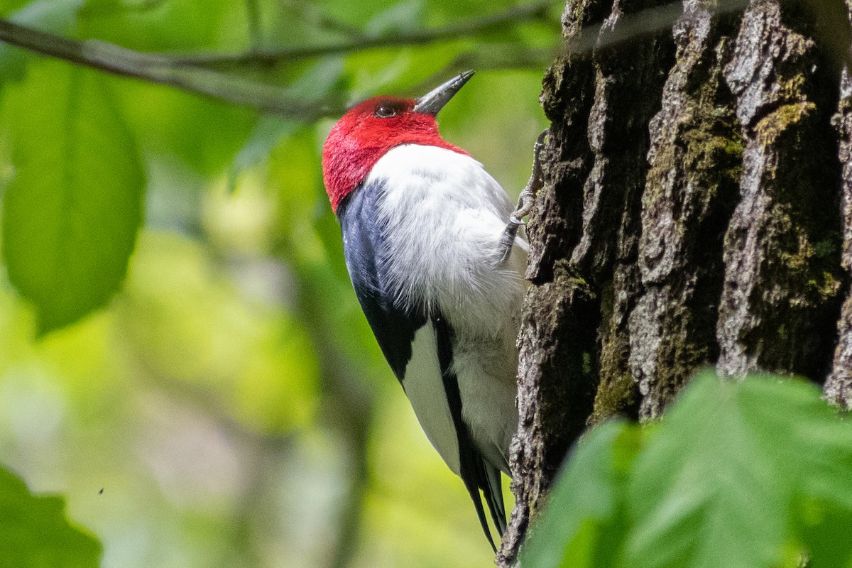 Red-headed Woodpecker - ML336585191
