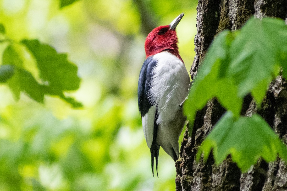 Red-headed Woodpecker - ML336585221