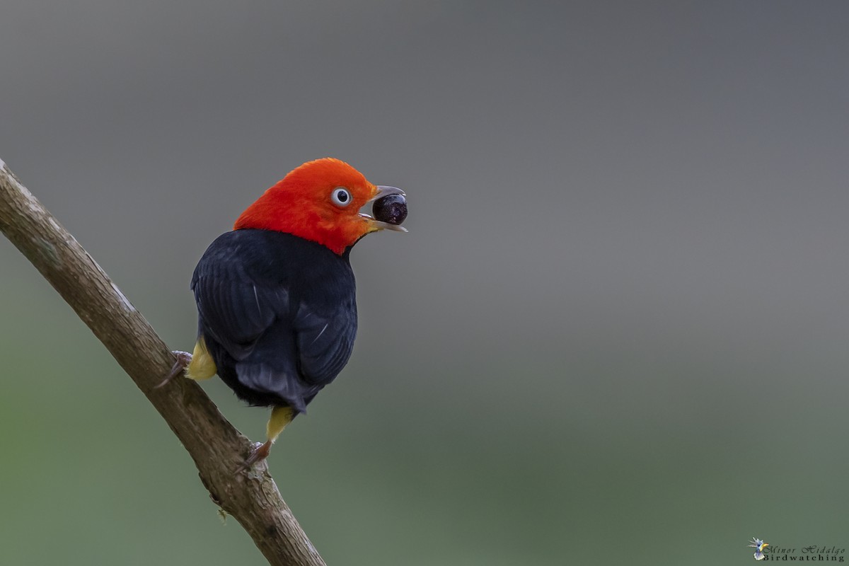Red-capped Manakin - ML336587141