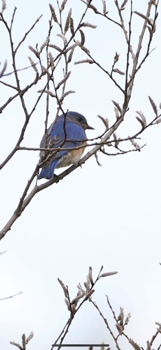 Eastern Bluebird - Raymonde Paquin