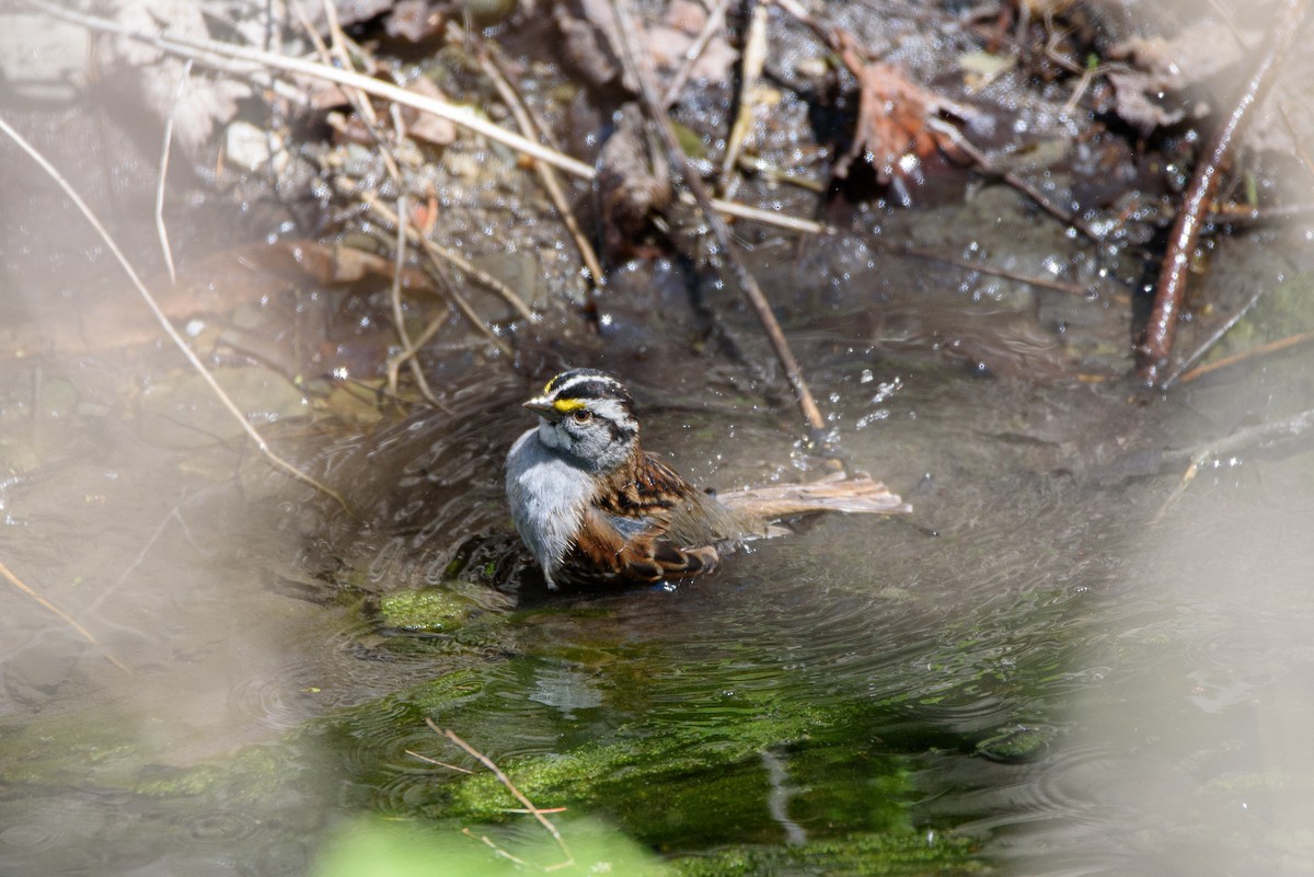 White-throated Sparrow - ML336589811