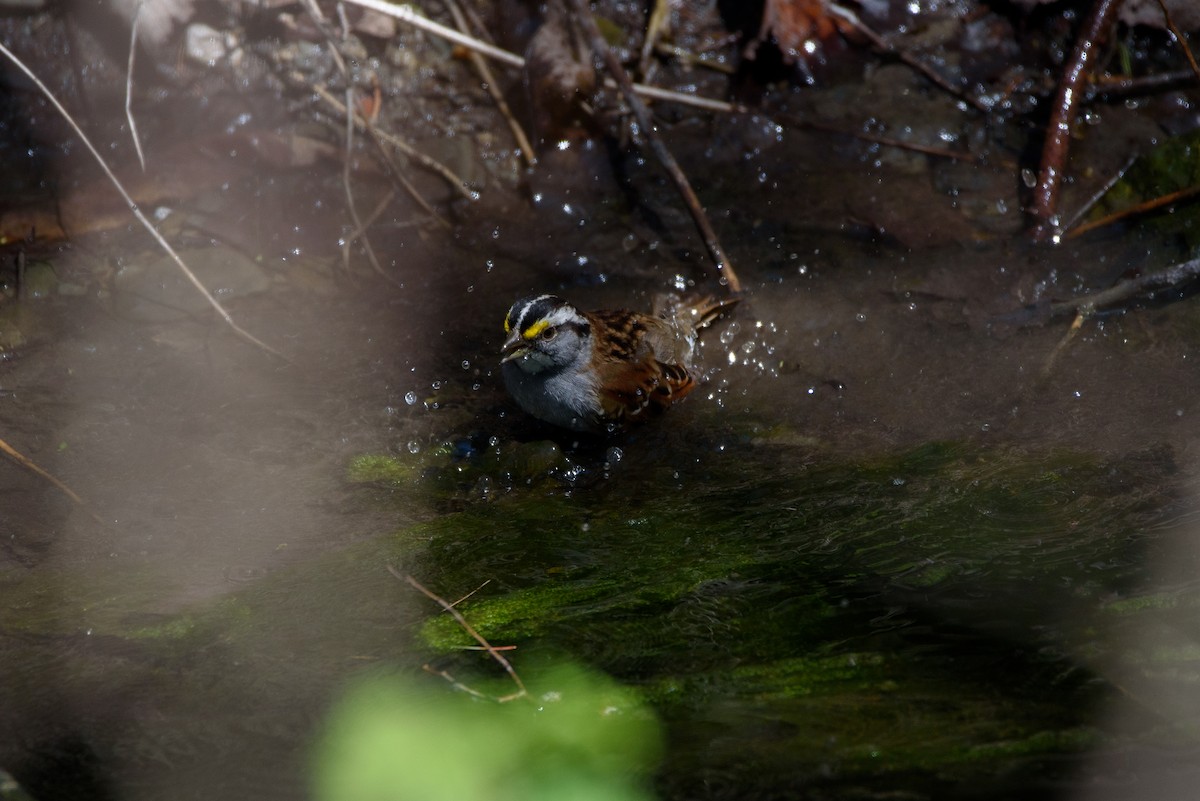 White-throated Sparrow - ML336589851