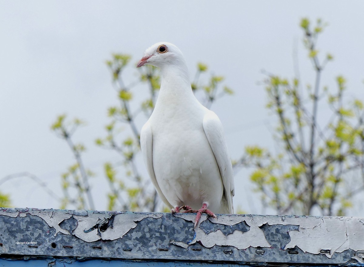 Rock Pigeon (Feral Pigeon) - ML336593171