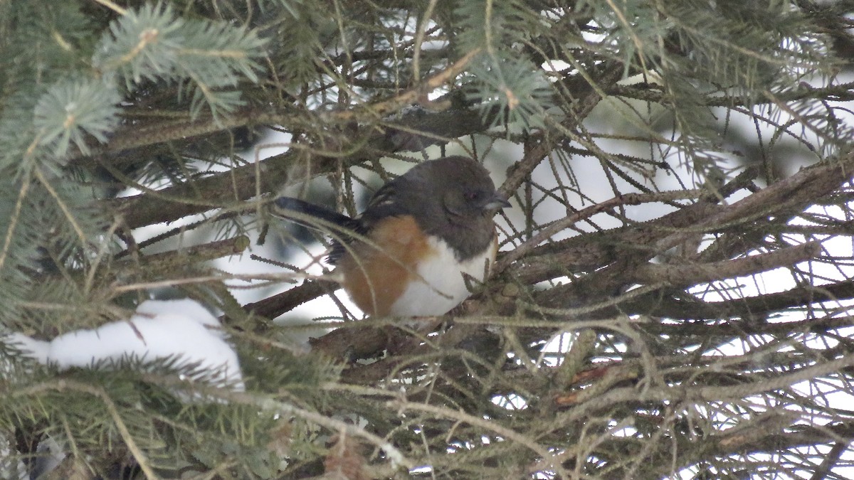 Spotted Towhee - ML336598181