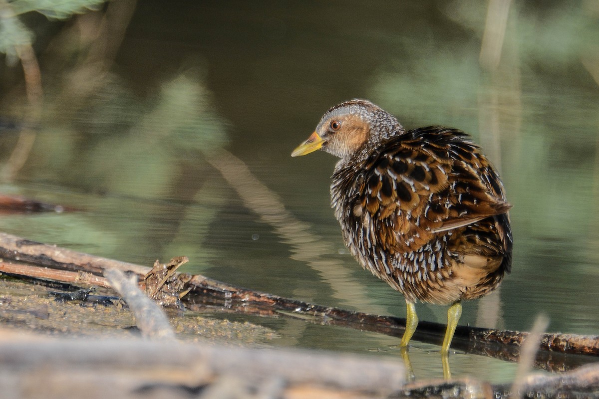 Spotted Crake - ML336606791