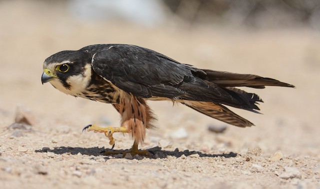 Definitive Basic Plumage (subspecies <em class="SciName notranslate">subbuteo</em>).&nbsp; - Eurasian Hobby - 