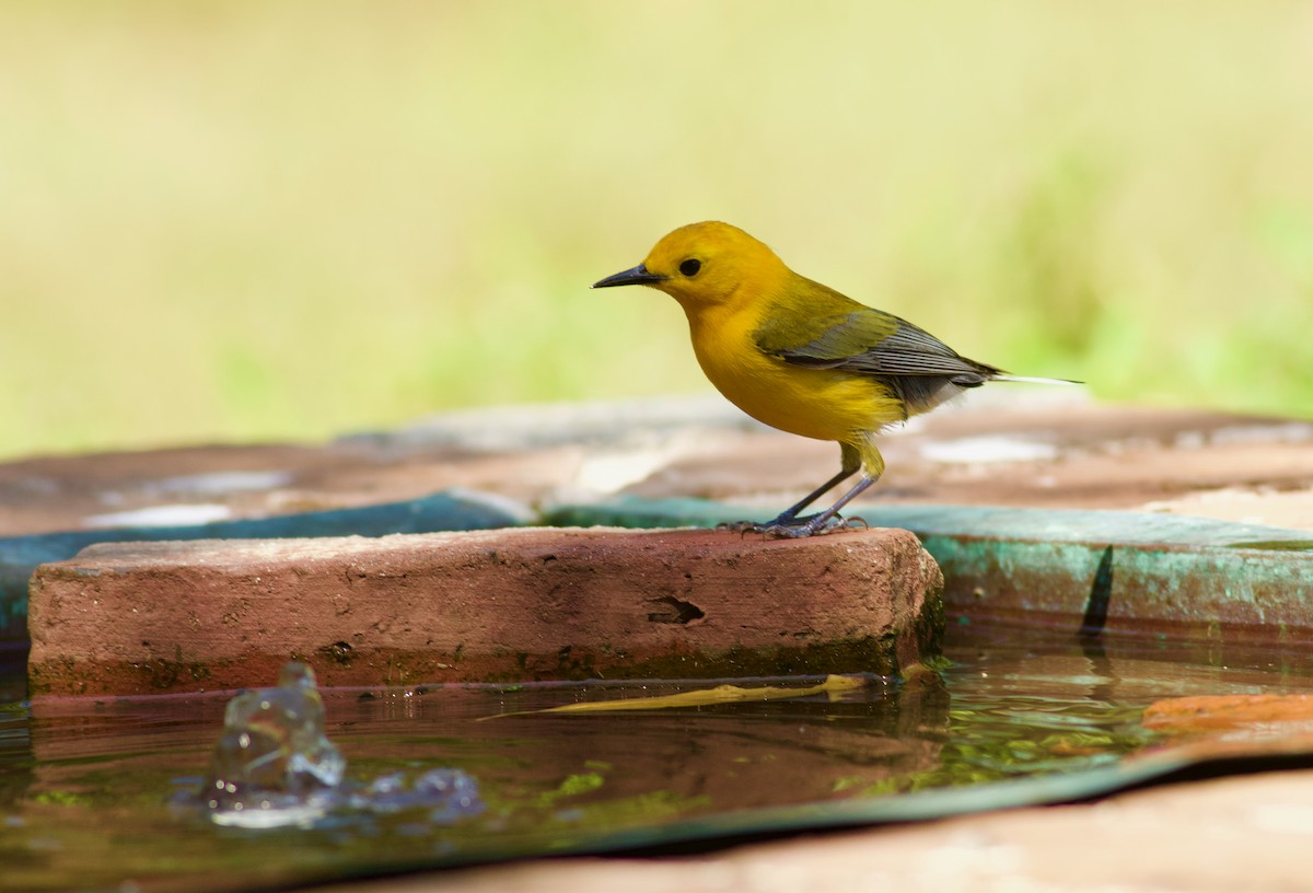 Prothonotary Warbler - ML336608771