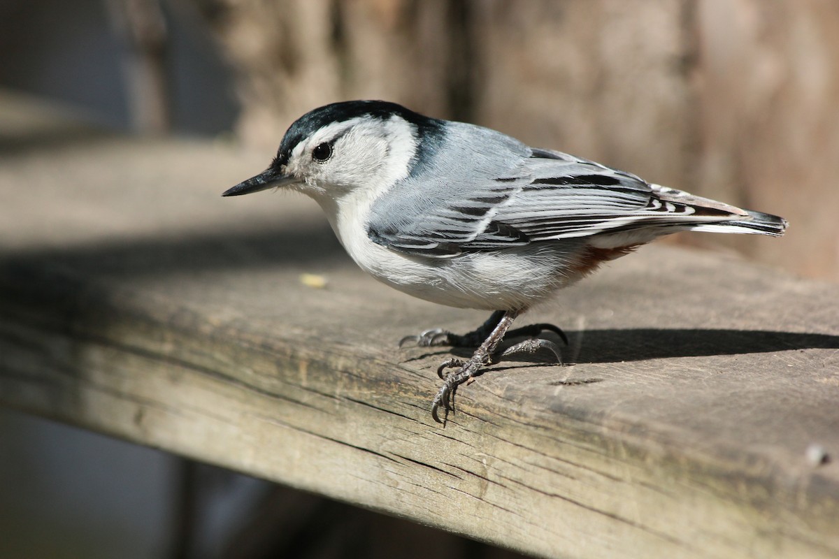 White-breasted Nuthatch - ML336610291