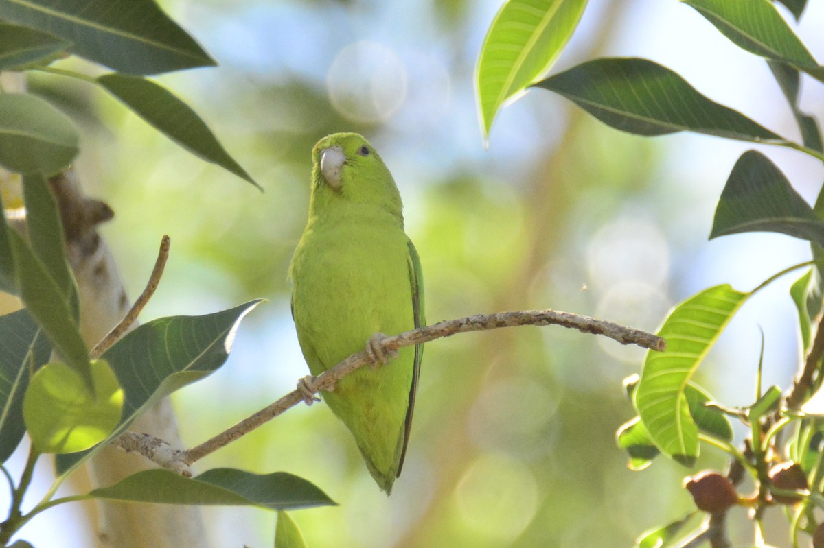 Mexican Parrotlet - ML336611031