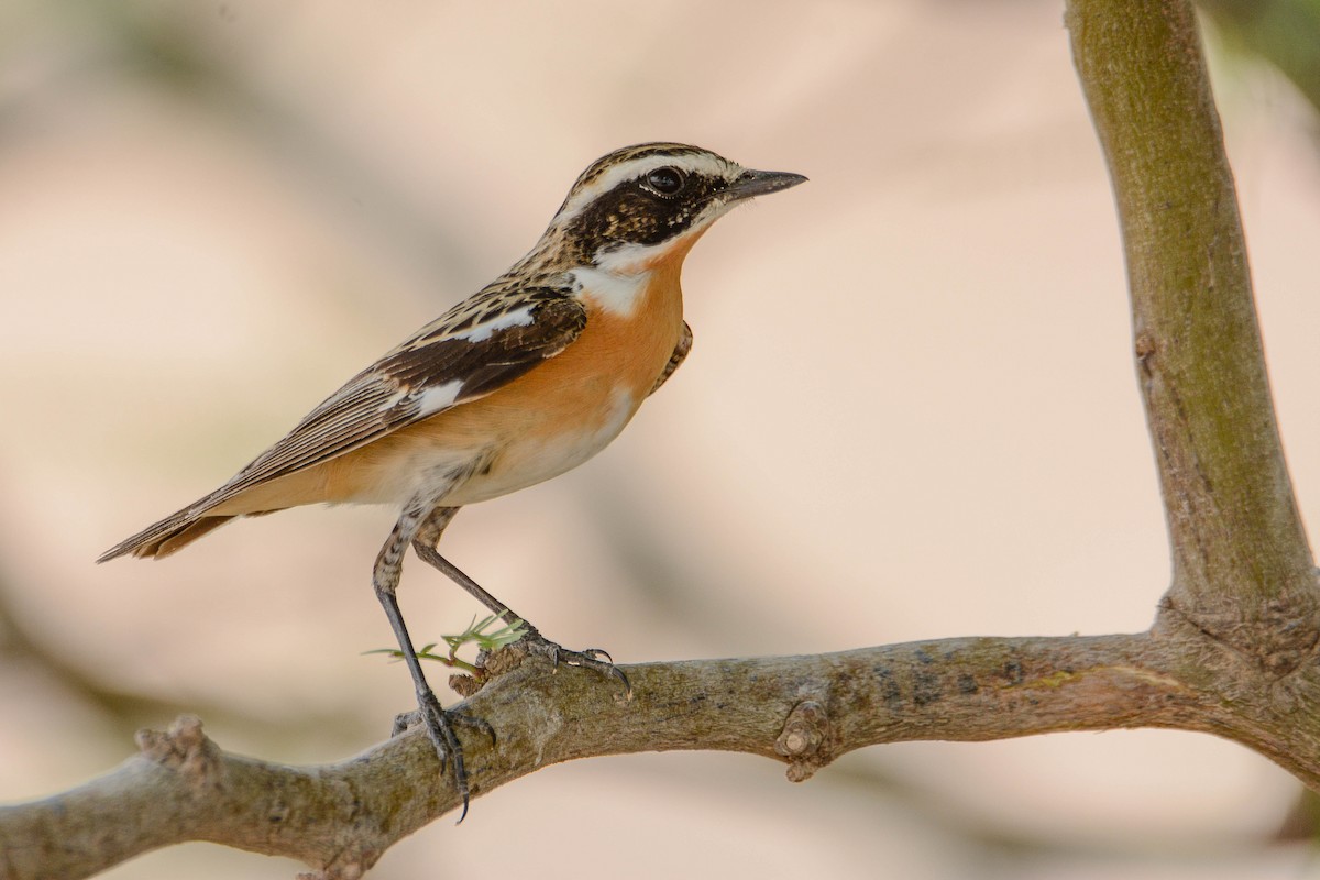 Whinchat - ML336611361