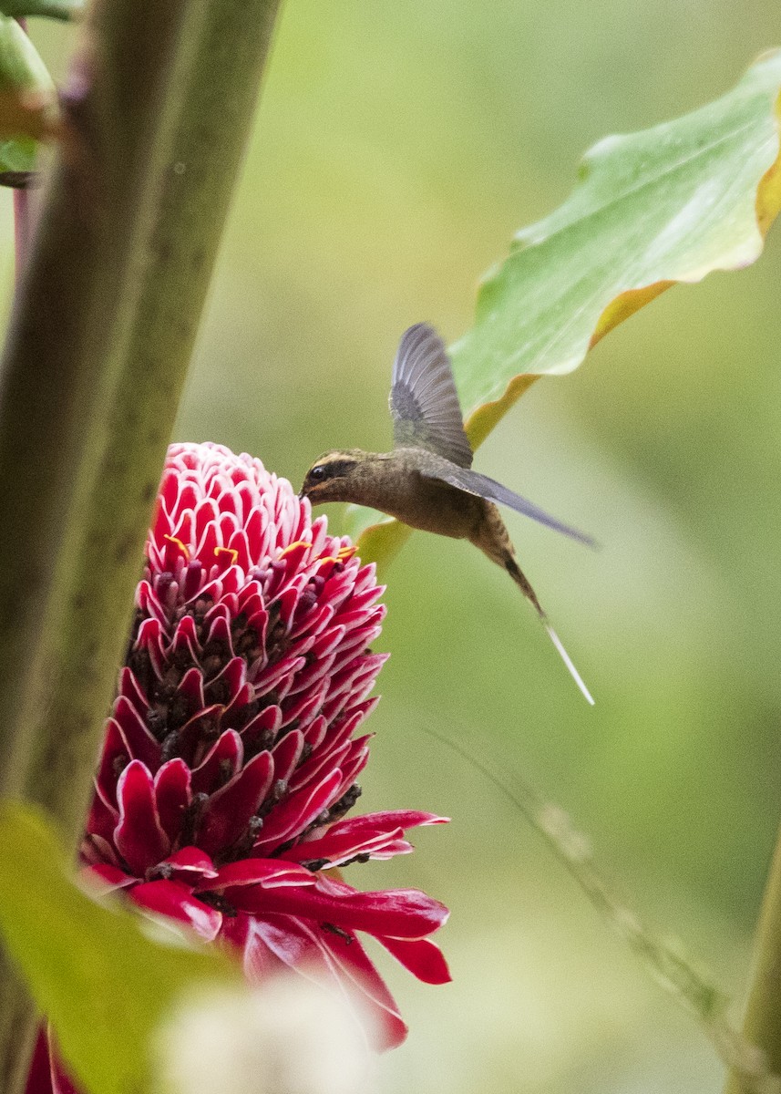 kolibřík dlouhozobý - ML336614791
