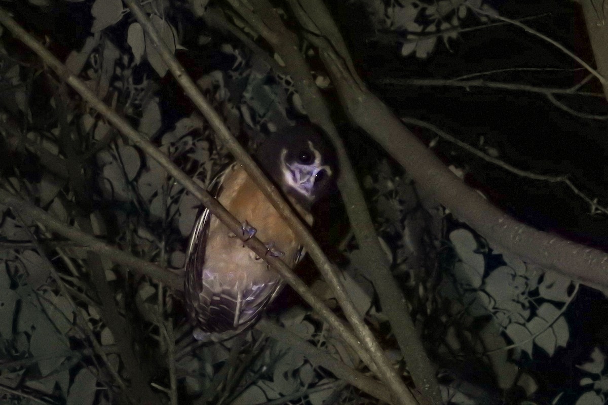 Tawny-browed Owl - Estefania Alderete CON