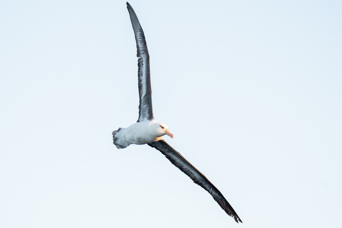 Чернобровый альбатрос (impavida) - ML336623181