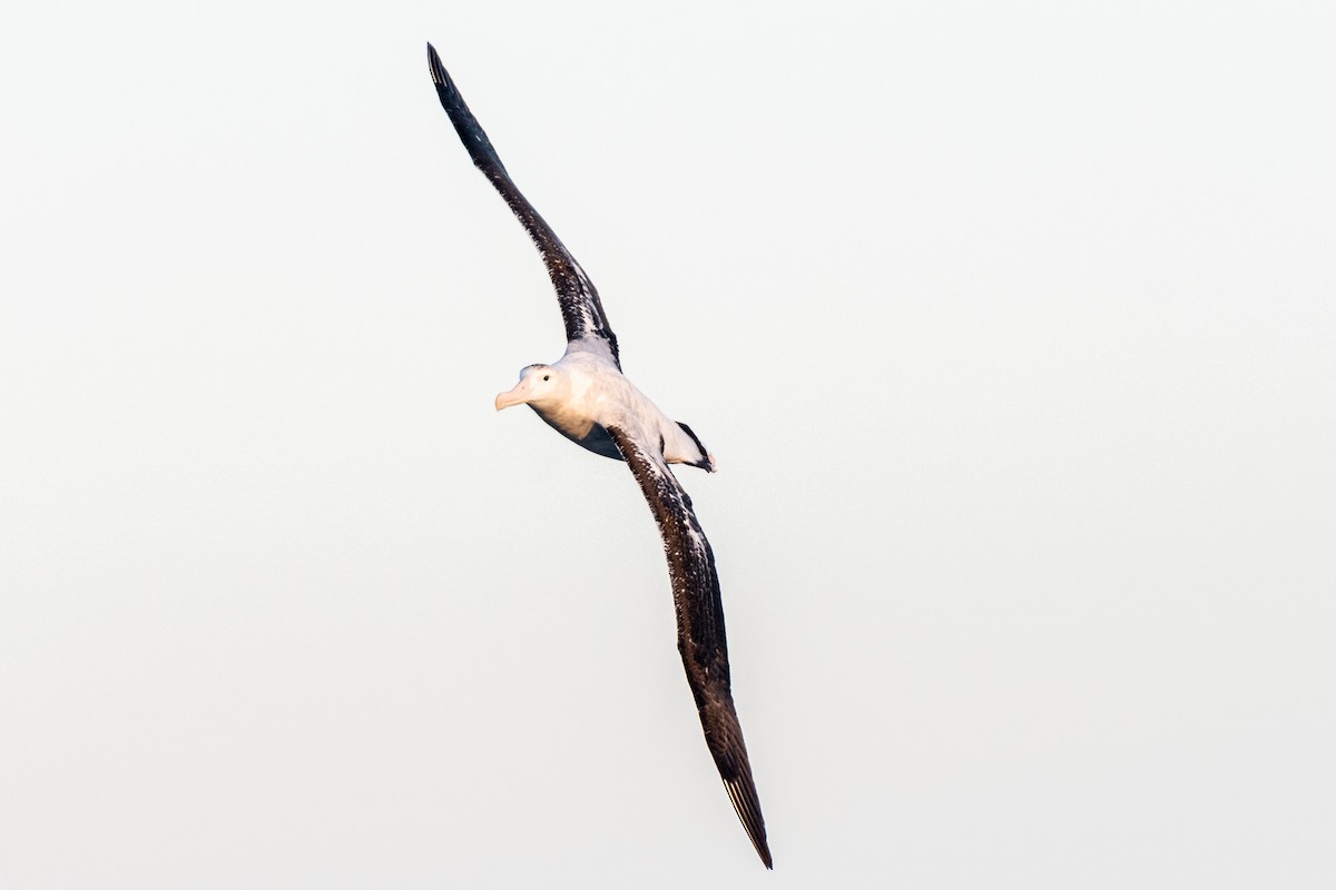 Snowy/Tristan/Antipodean Albatross - Edin Whitehead