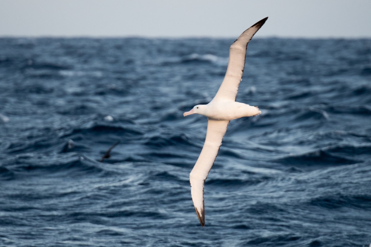Albatros hurleur, A. de Tristan da Cunha ou A. des Antipodes - ML336625481