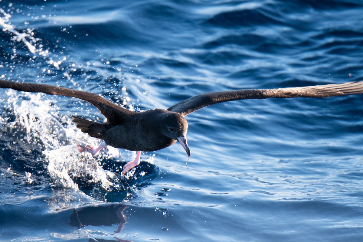 Flesh-footed Shearwater - ML336627451