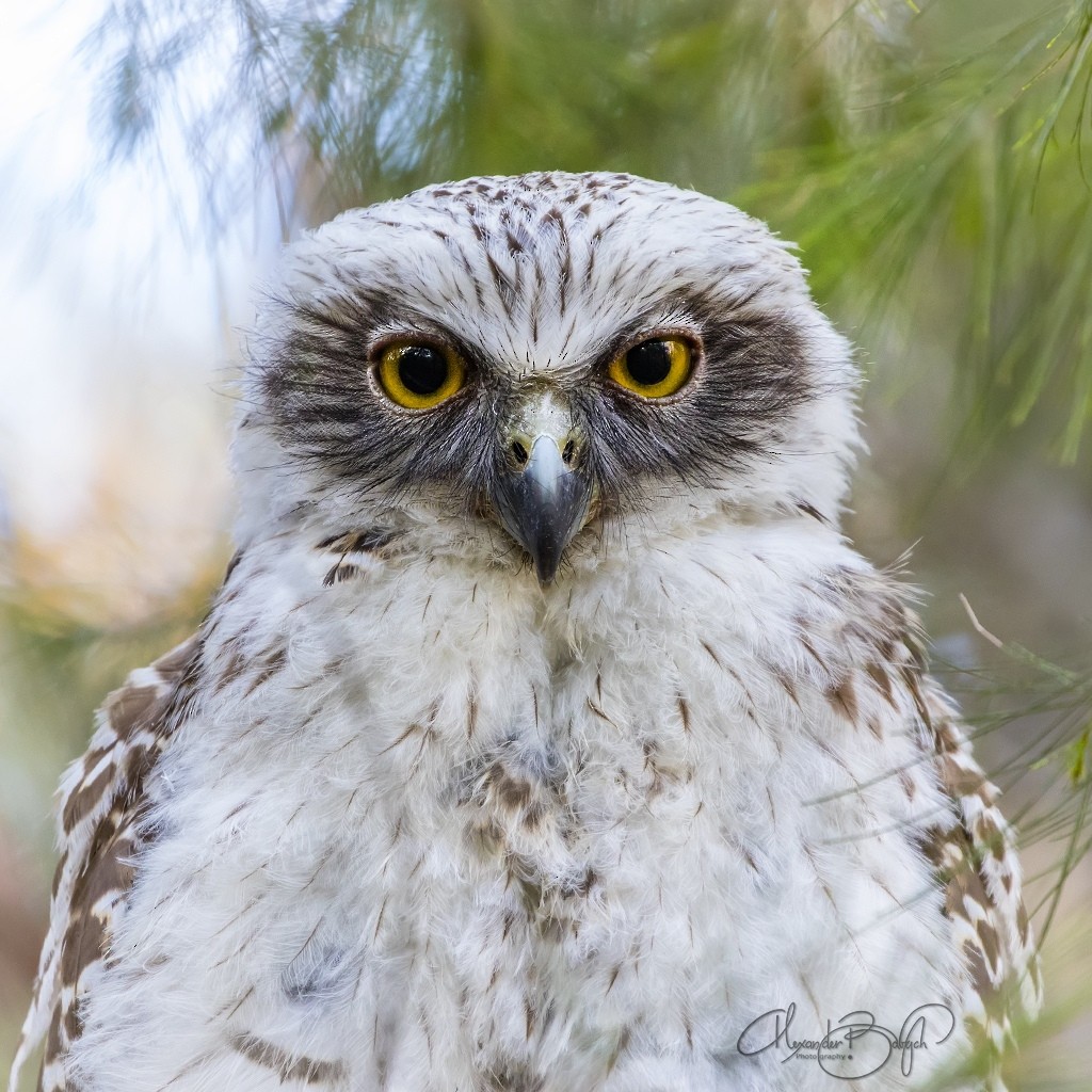 Powerful Owl - Alexander Babych