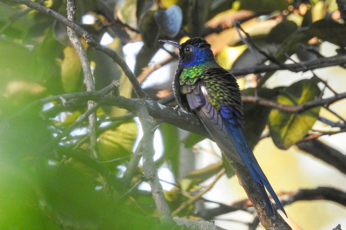 Swallow-tailed Hummingbird - Estefania Alderete CON