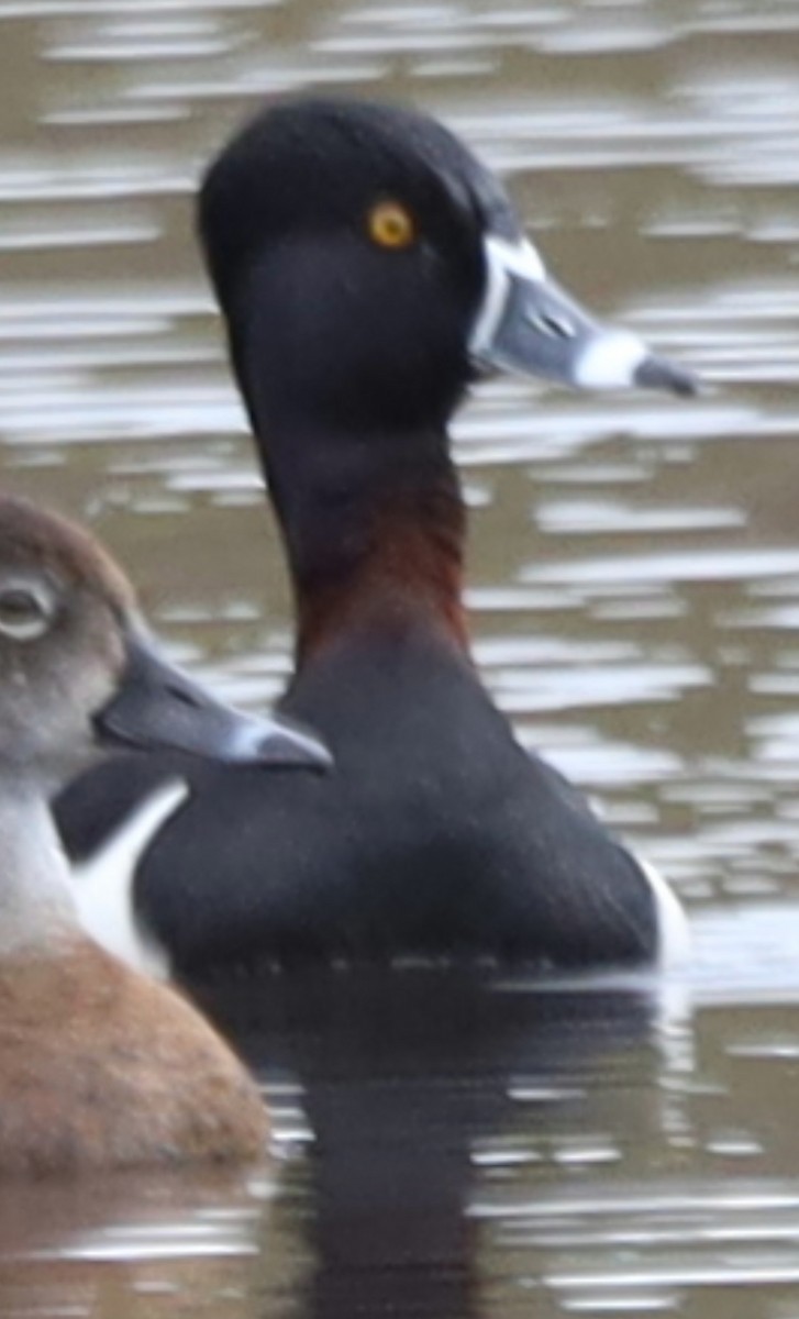Ring-necked Duck - ML336640141