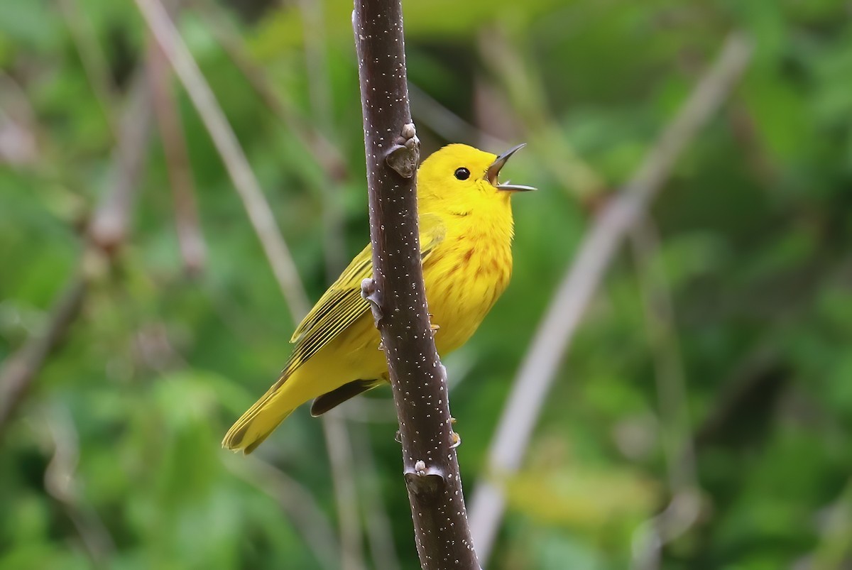 Yellow Warbler (Northern) - ML336640801