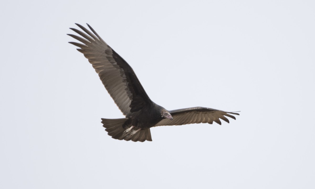 Turkey Vulture - ML33664491