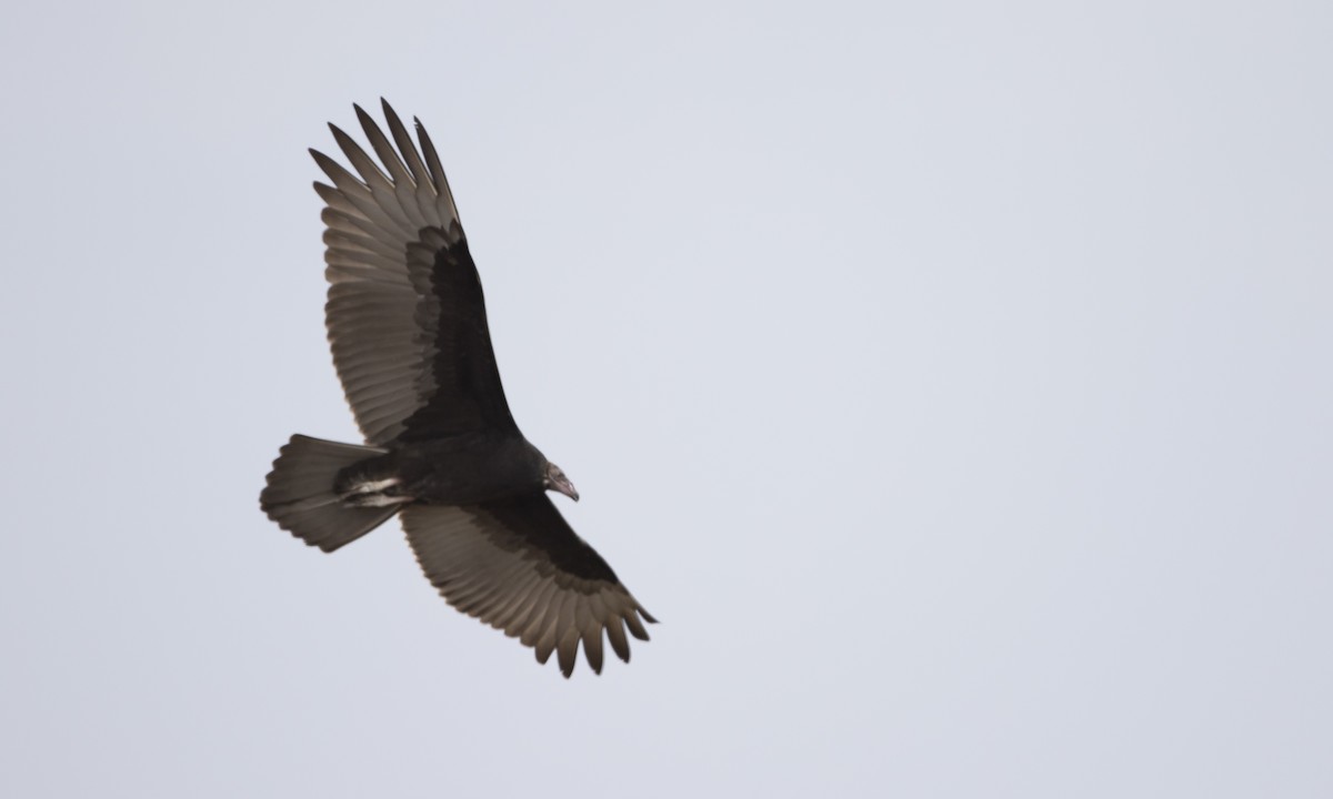 Turkey Vulture - ML33664501