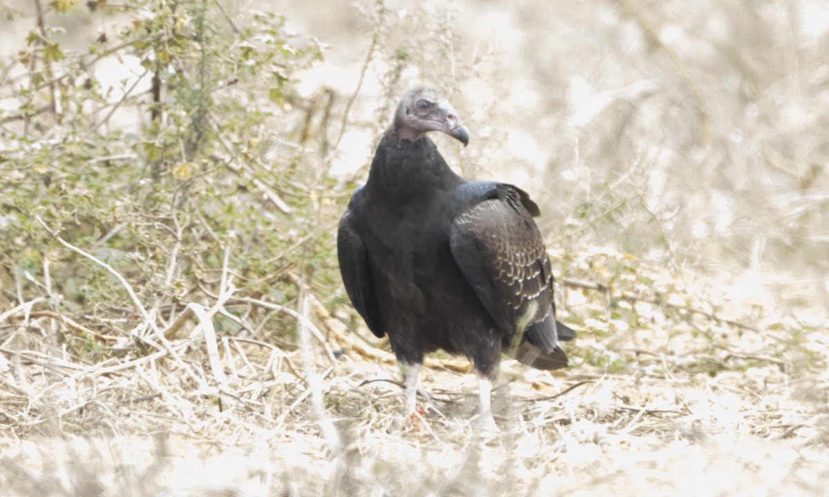Turkey Vulture - ML33664551
