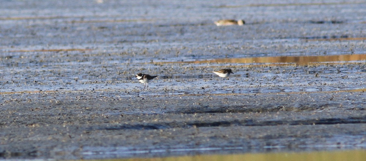 Semipalmated Plover - ML336650631