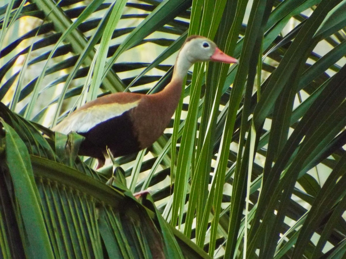 Black-bellied Whistling-Duck - Mary Jane Gagnier