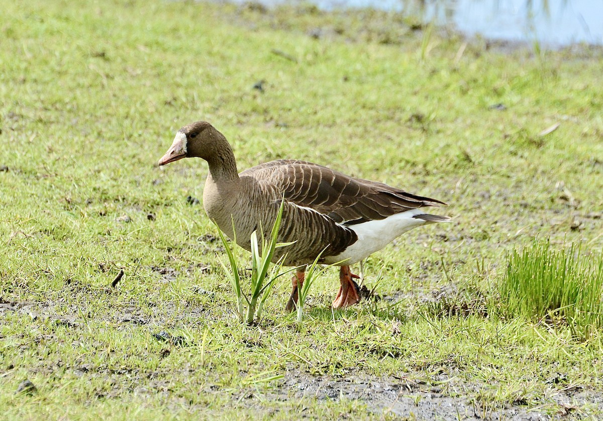 Greater White-fronted Goose - Kim  Beardmore