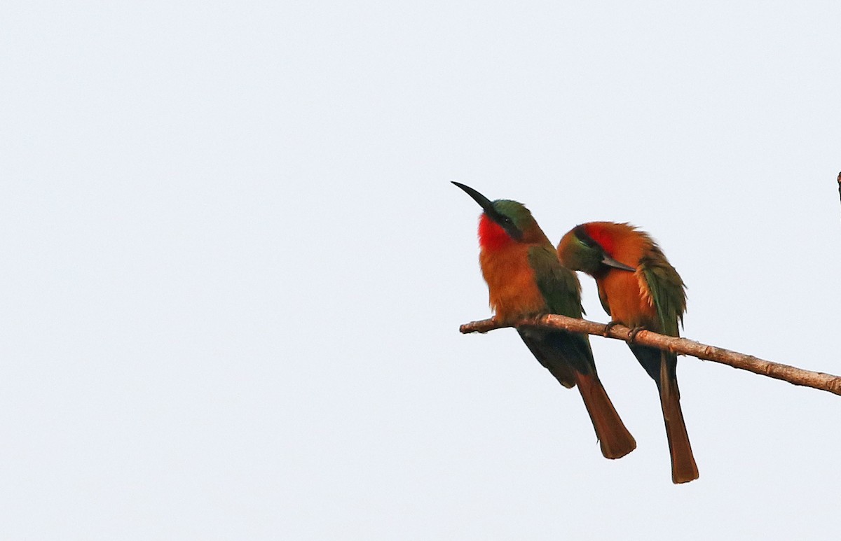 Red-throated Bee-eater - ML33665991