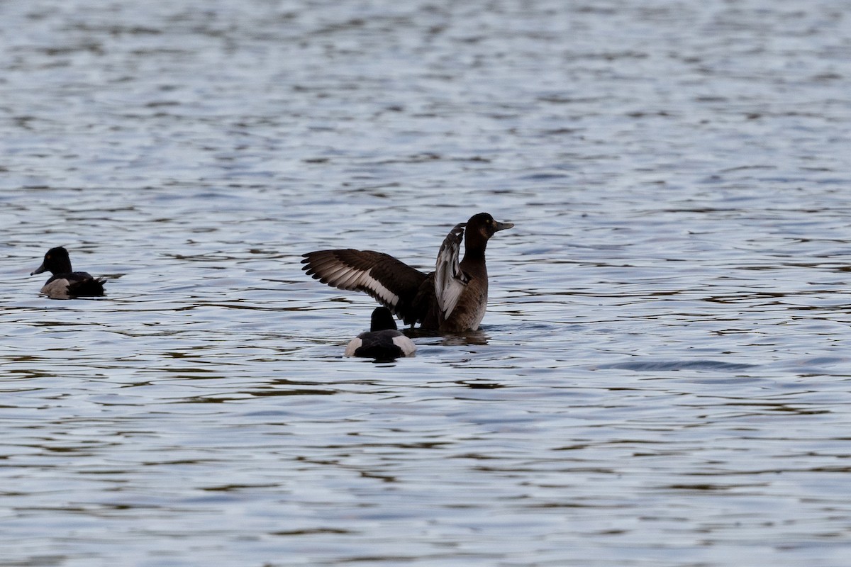 Greater Scaup - ML336661241