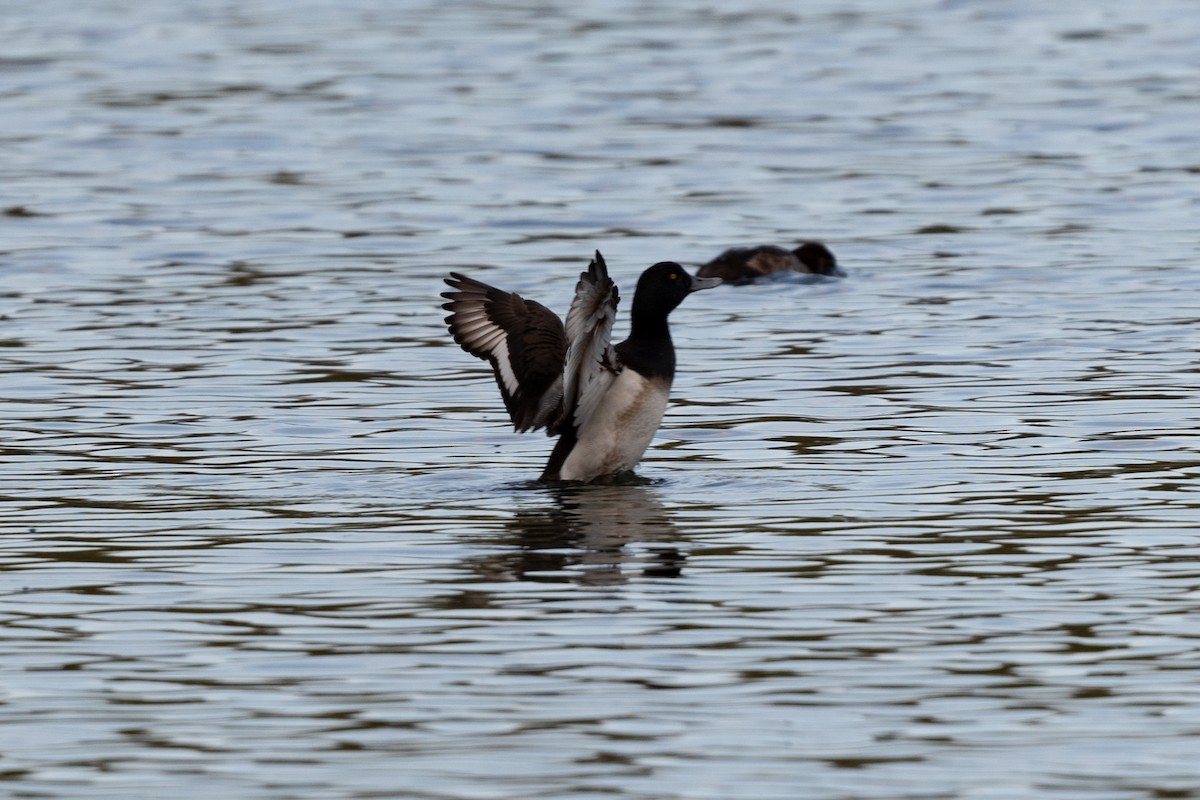Greater Scaup - ML336661261