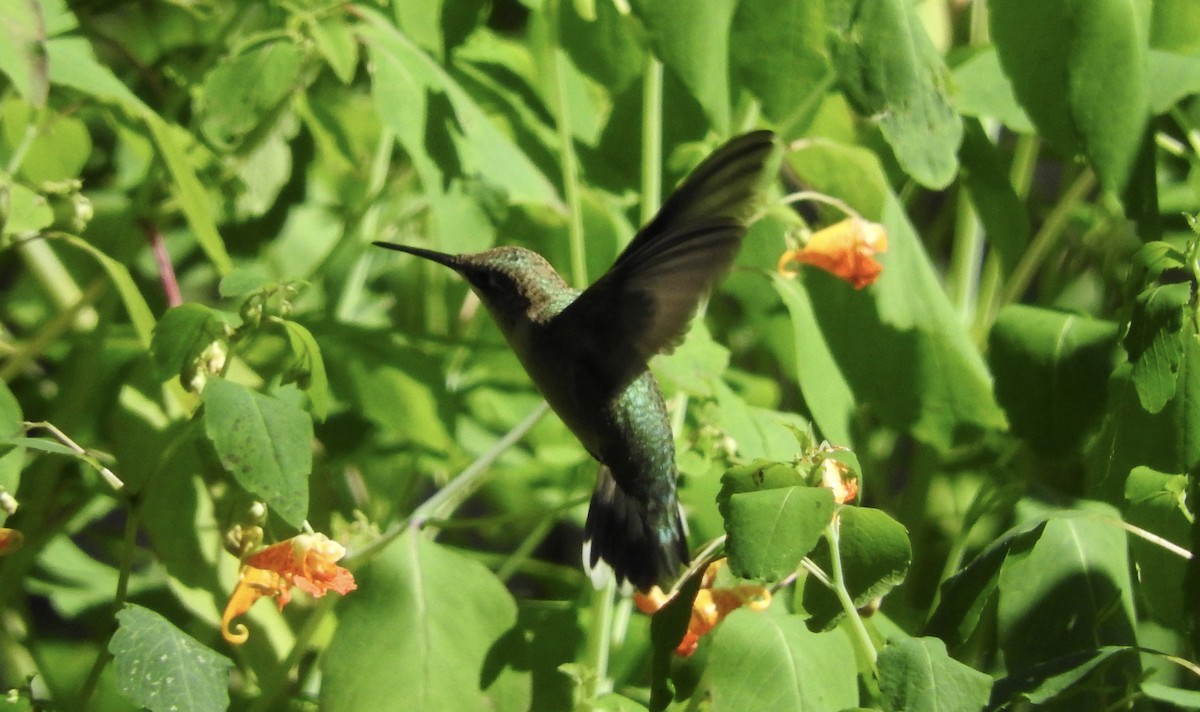 Ruby-throated Hummingbird - Noam Markus