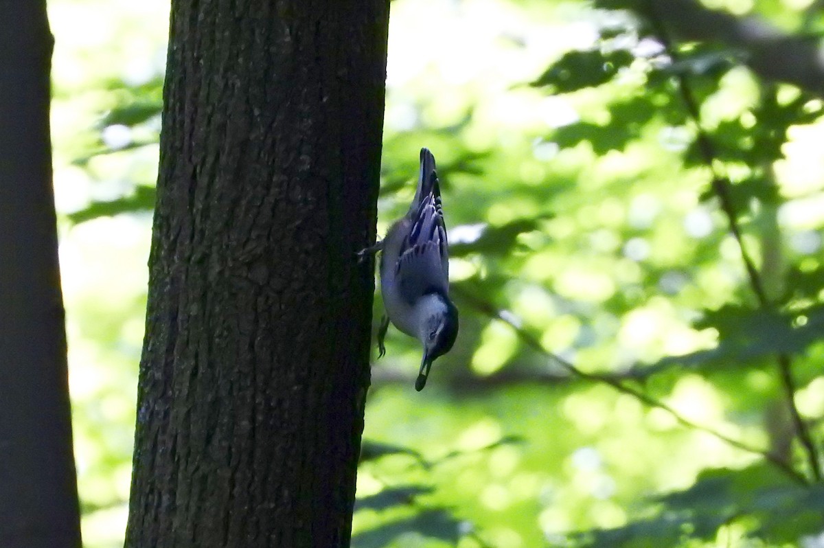 White-breasted Nuthatch - Noam Markus