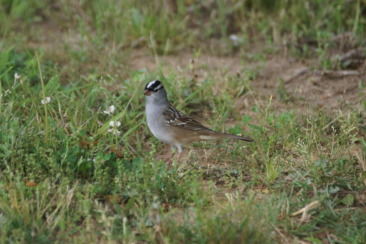 White-crowned Sparrow - Maxwell Ramey